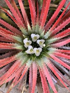 Bromeliad