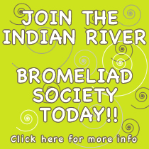 Join the Indian River Bromeliad Society Today!!